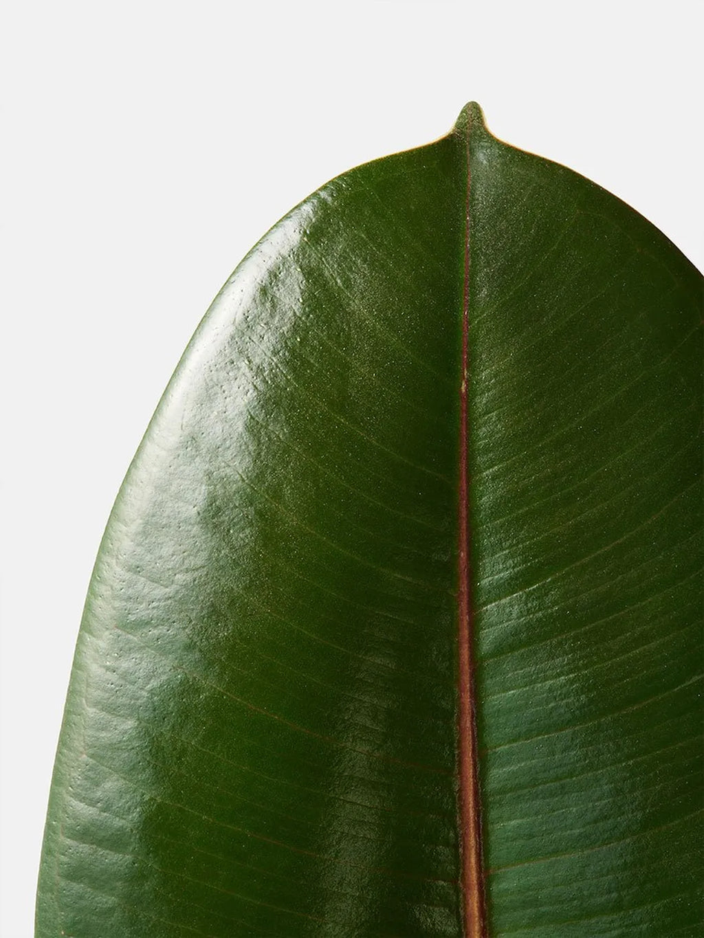 L'Élégante, ficus Abidjan par By Charlot, pot portugais