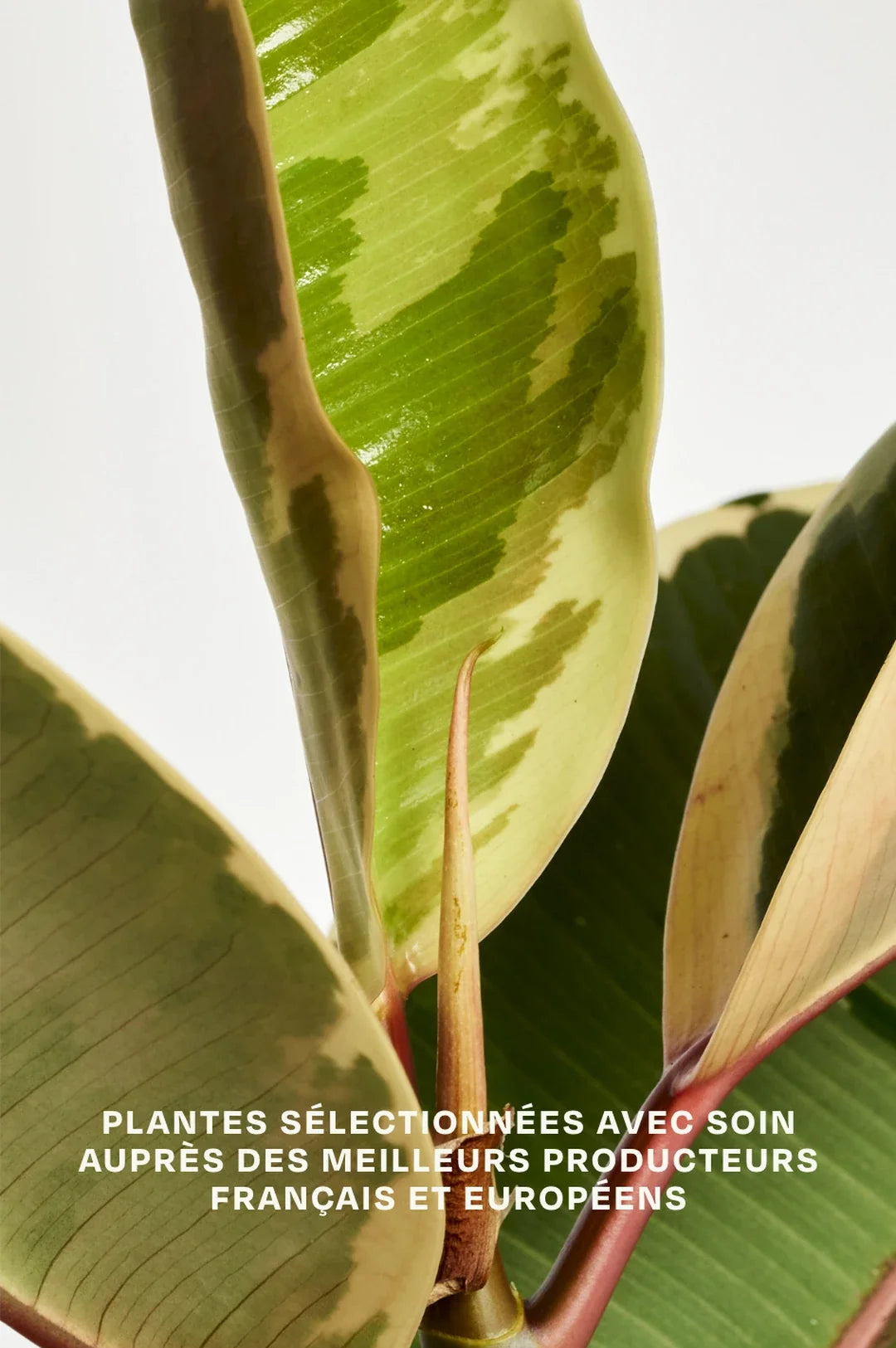 L'Élégante, ficus Abidjan par By Charlot, pot portugais